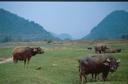 Water buffalo.
